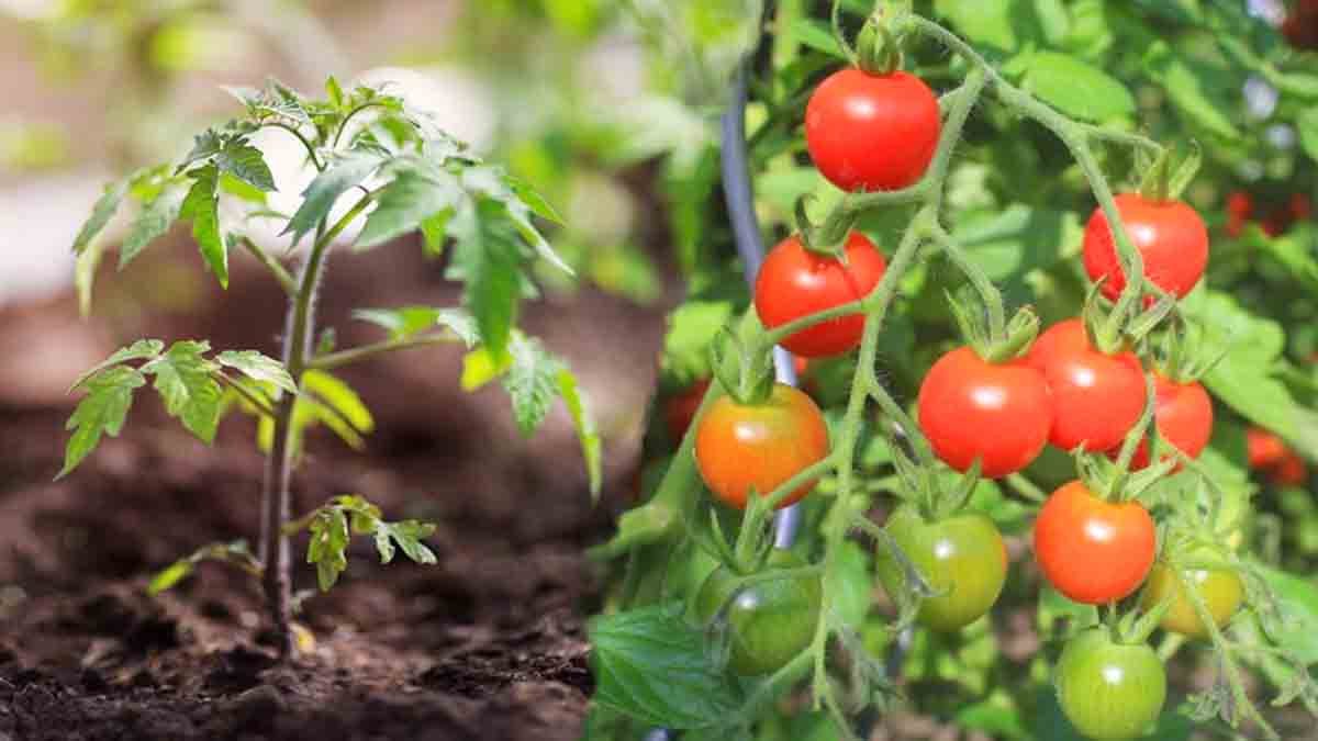 Pomodori Quale Concime Scegliere Per Farli Crescere Velocemente