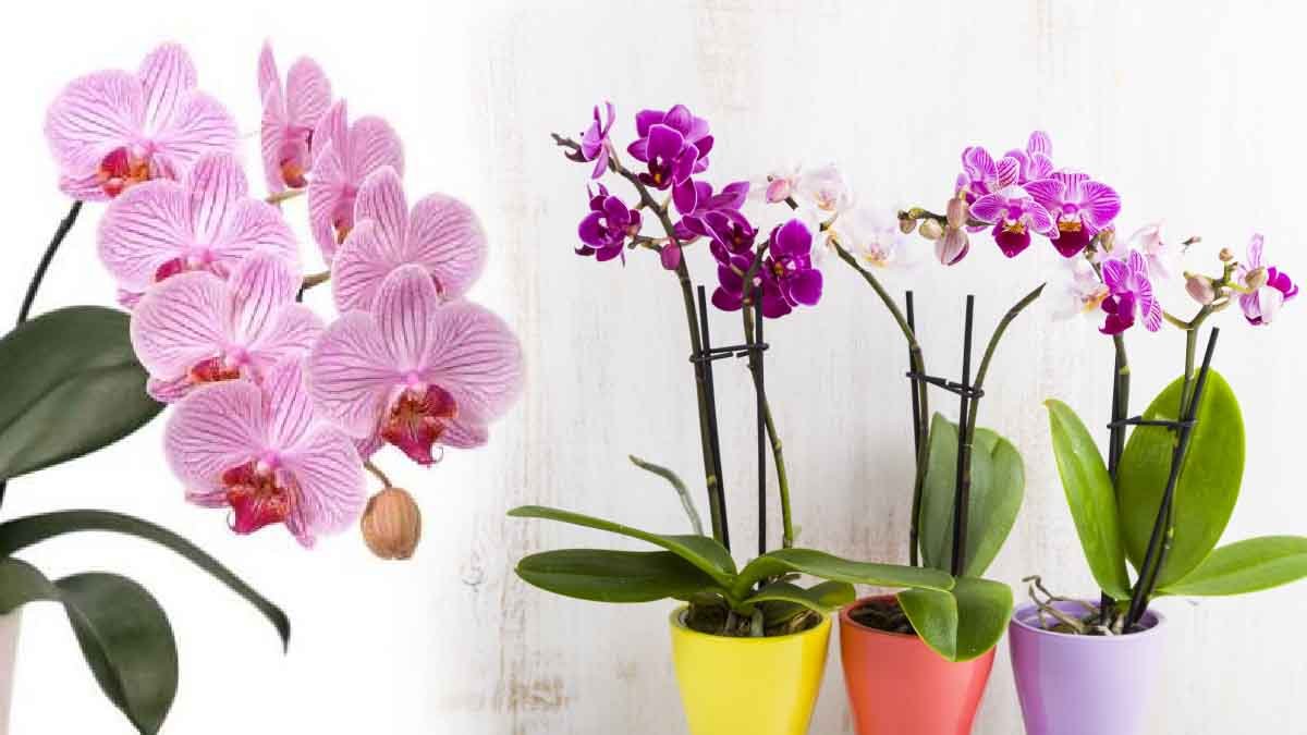 Orchidea Senza Radici Ecco Come Farla Ricrescere Rapidamente