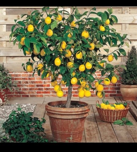 Coltivare Un Albero Di Limoni In Casa Avete Opzioni Giardinaggio