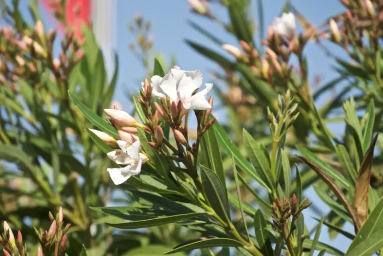 Il Gelo Ha Danneggiato Il Vostro Oleandro Scoprite I Miei Consigli Per Salvarlo Giardinaggio