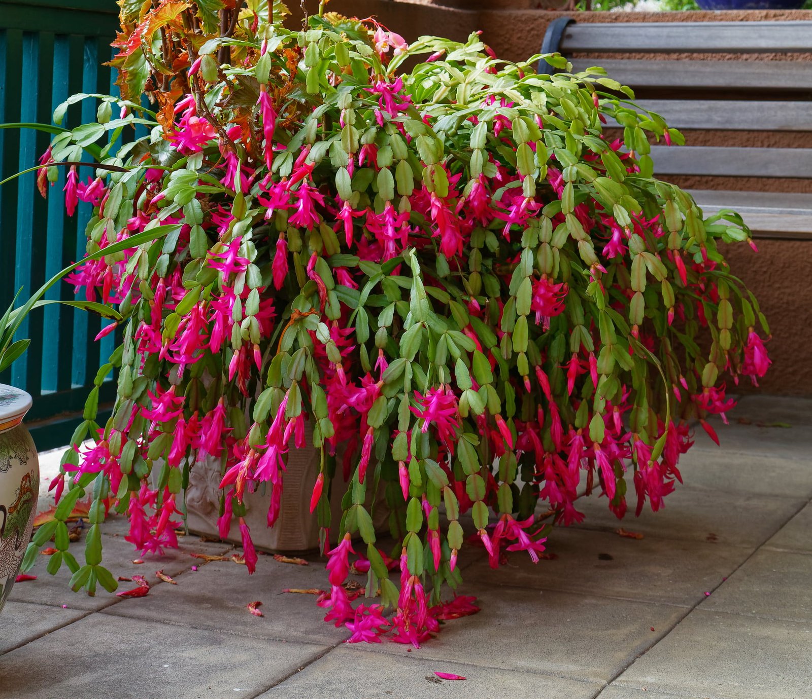 I Trucchi Pi Efficaci Per Far Fiorire Il Cactus Di Natale Tutto Lanno