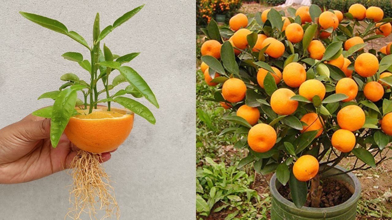 Come Coltivare Un Arancio Da Seme Giardinaggio E Consigli