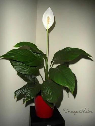 This image has an empty alt attribute; its file name is image-4-2.jpg.webp
