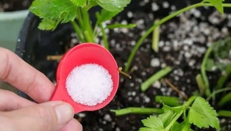 Importanti Motivi Per Usare Il Bicarbonato Per Le Piantine Di Pomodoro Giardinaggio E Consigli