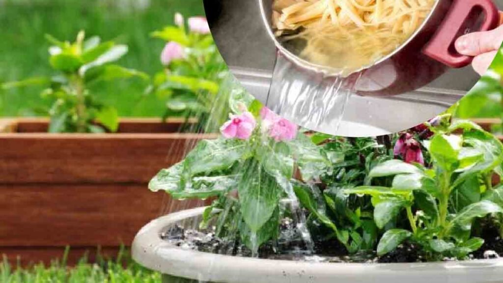 Annaffiare le piante sì, ma con